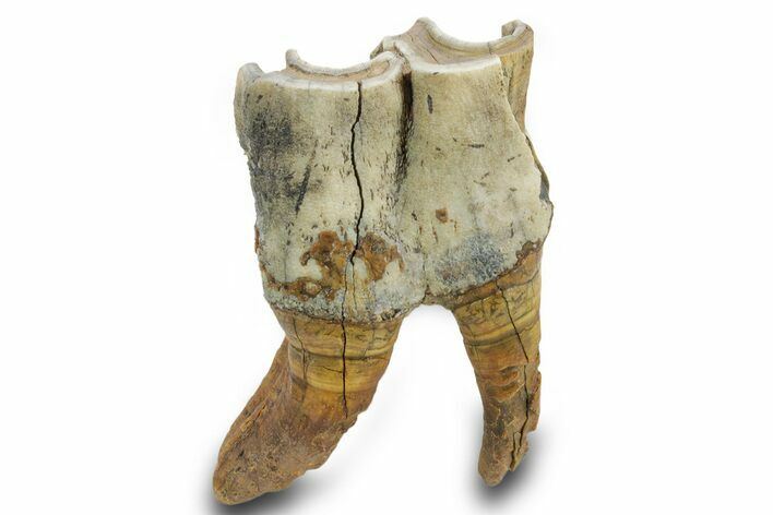 Fossil Woolly Rhino (Coelodonta) Tooth - Siberia #380742